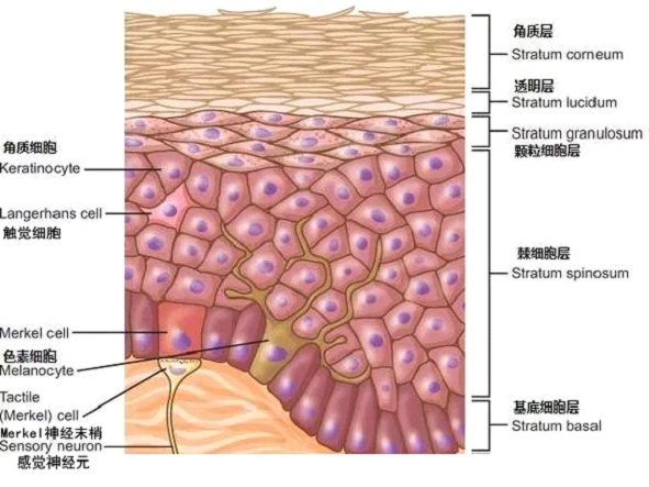孚美达乳膏是如何淡化皮肤色素的？